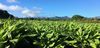 Kuhio Hwy photo